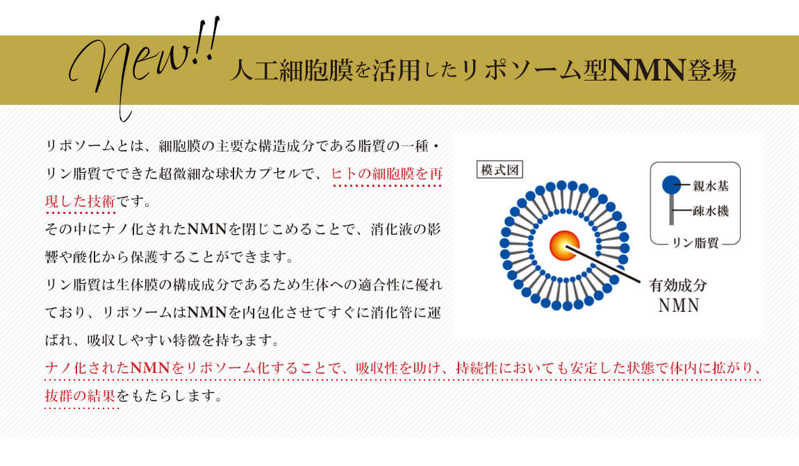 人工細胞膜を活用したリポソーム型NMN登場